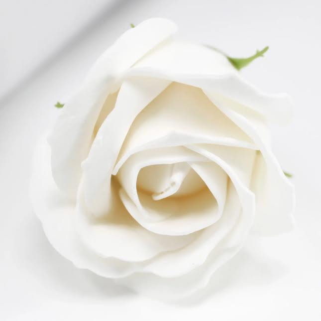 Urban Decor Artificial Flowers Box of 50 Cream