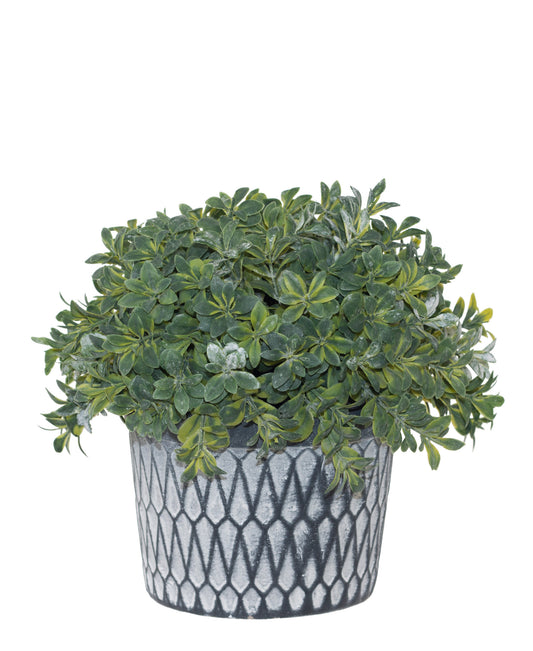 Urban Decor Plants In Cement Pot 20cm - Blue