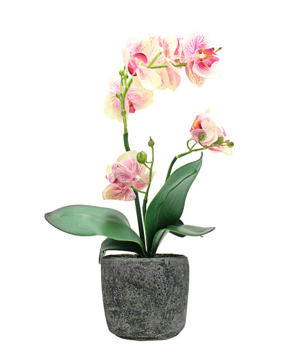 Urban Decor Orchid In Pot 35cm - Pink